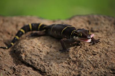 Gecko Extermination Service