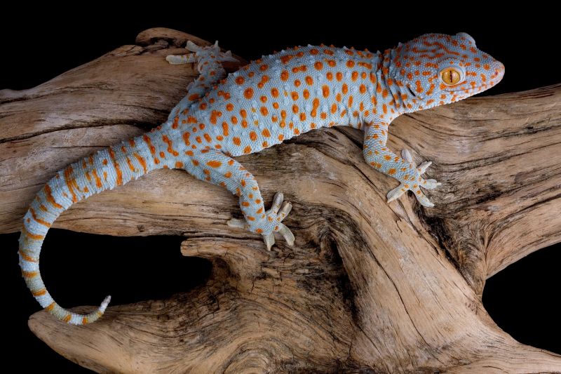 Gecko Extermination Service