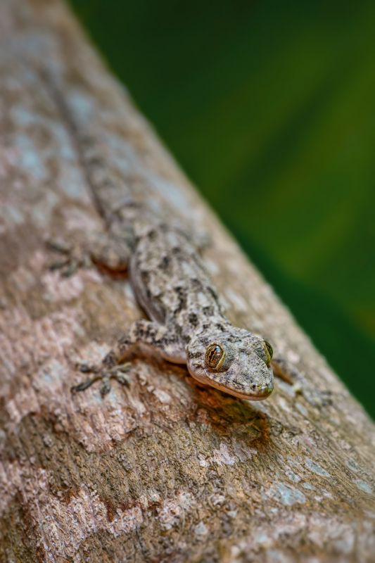 Gecko Extermination Service