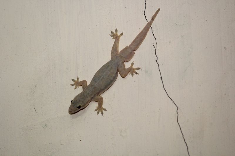 Gecko Extermination Service