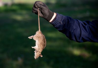 Signs Your Commercial Property Has A Small Animal Issue