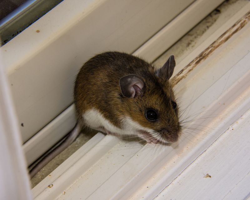 Signs Your Commercial Property Has A Small Animal Issue