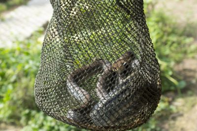 What To Expect During A Professional Wildlife Removal Visit