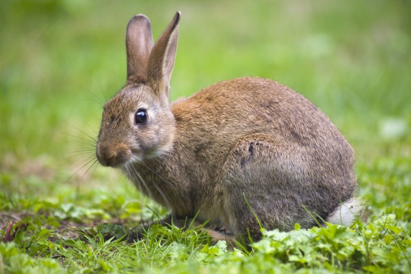 What To Expect During A Professional Wildlife Removal Visit
