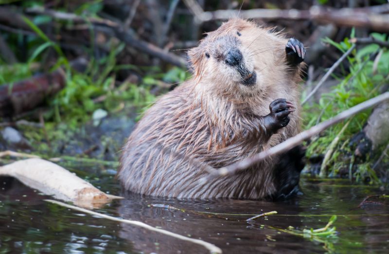 When Diy Wildlife Removal Becomes Risky And Professional Help Is Needed