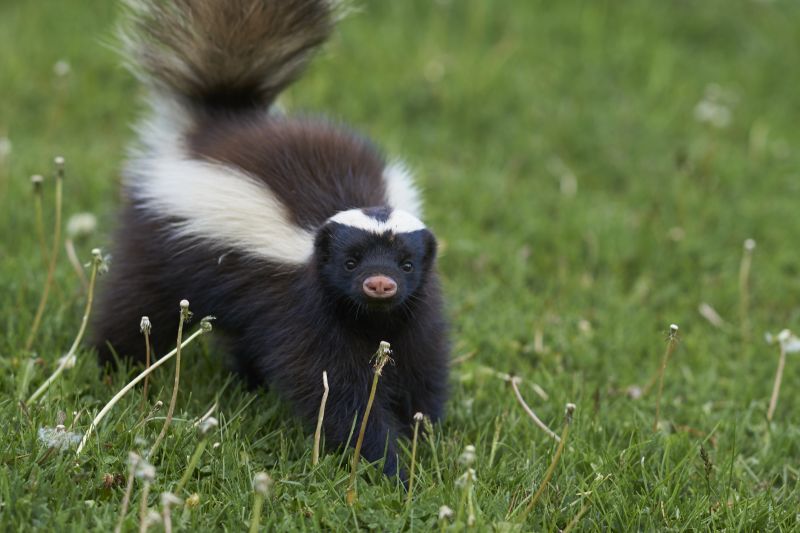 When Diy Wildlife Removal Becomes Risky And Professional Help Is Needed