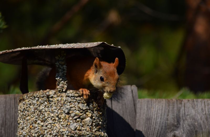 Squirrel Chewing Wires