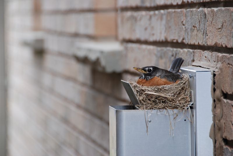 Bird Nest in Vent